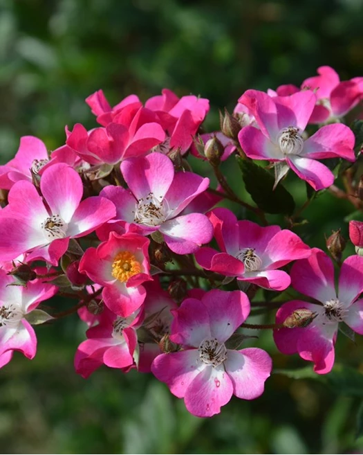 Rozen natuurlijke tuin Herbloeiende 02 638835020677826073