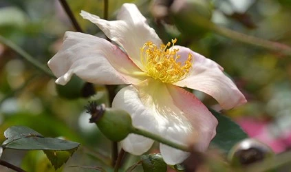 Rozen natuurlijke tuin Meeldraden2 638835024159620001