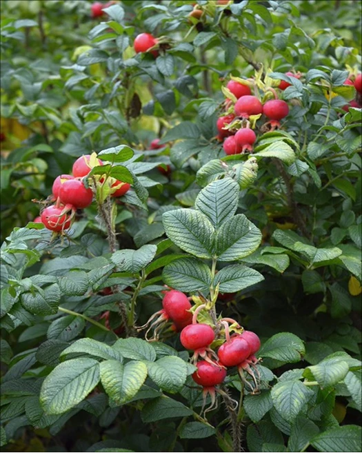 Rozen natuurlijke tuin Rozenbottels 01 638835016790984397