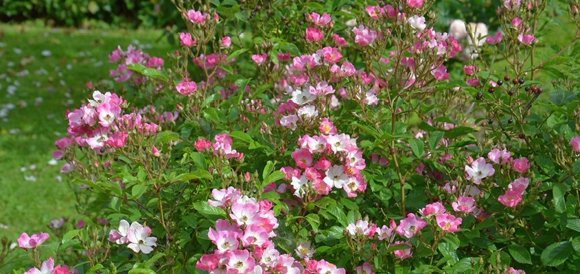 Rozen natuurlijke tuin header 01 638835027097806723