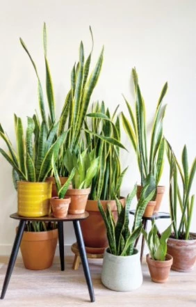 Sansevieria 637971202731960823