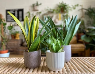 Sansevieria2 637971210707498768