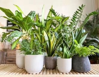 Sansevieria3 637971212078238736