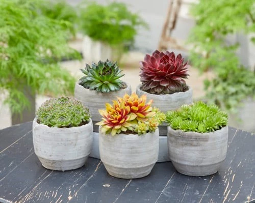 Sempervivum 638209742567524786