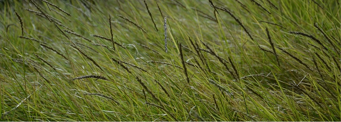 Siergrassen 637477661291432896