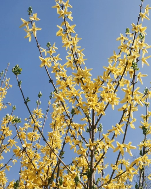 Forsythia