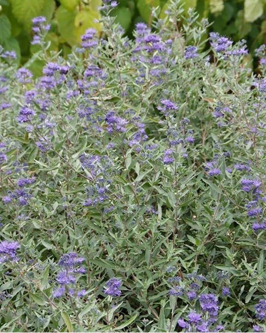 caryopteris