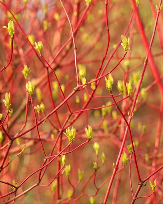 Cornus