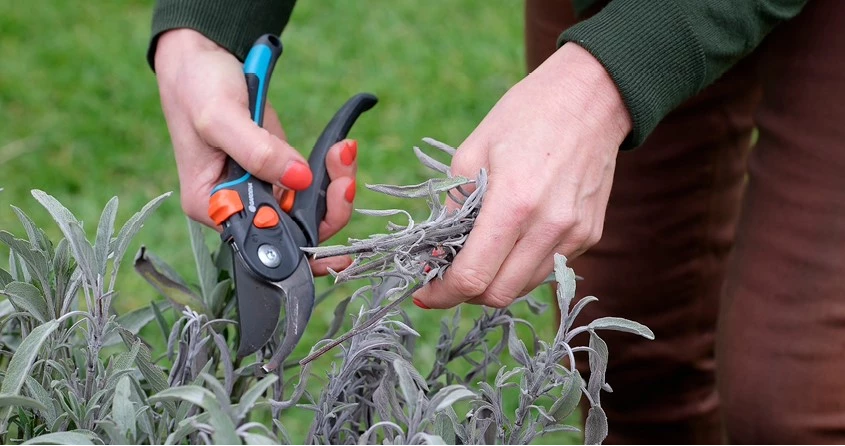 Snoeien in de lente header 639076076521021705