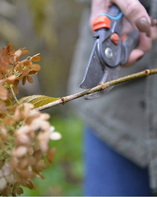 Snoeien in de lente snoeien 01 639076335026106807