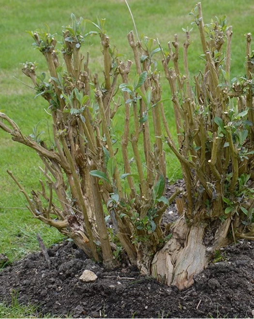 Snoeien in de lente snoeien 02 639076335139607554