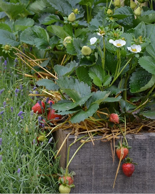 Snoepterras aardbeien 01 638847174730055719