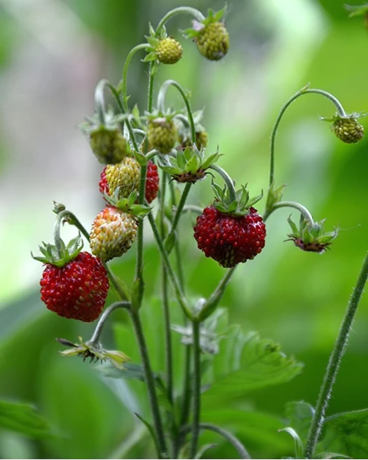 Snoepterras aardbeien 02 638847174589141679