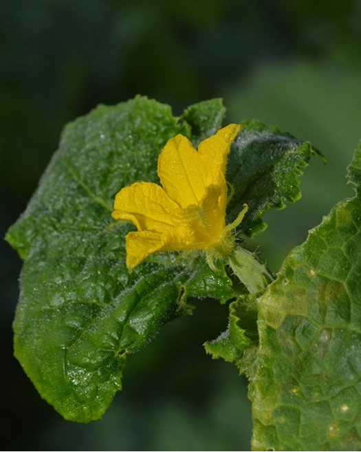 Gele bloemen van de snackkomkommer