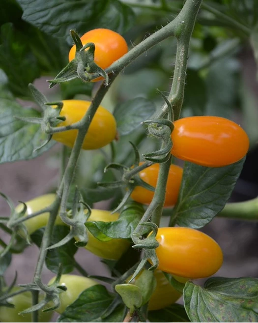 Snoeptomaten