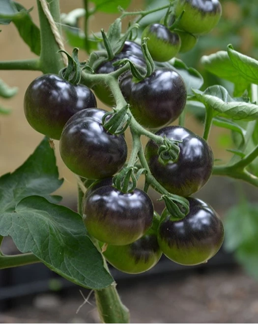 Snoeptomaten