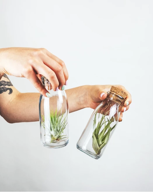 Tillandsia 638209742308035982