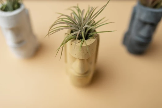 Tillandsia1 638209743035680496