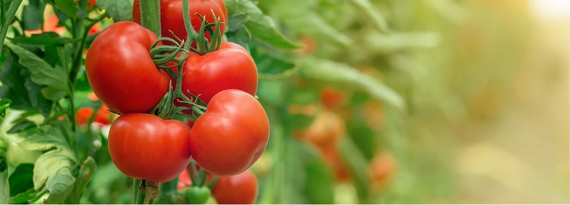 Tomatensoorten 637521779316722145