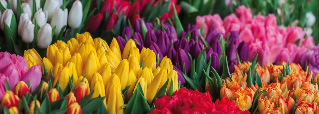 Tulpen Winterdip5 637457045881212884