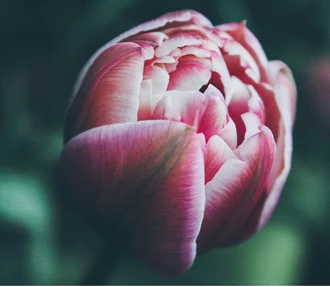 Tulpen Winterdip7 637457046631502212