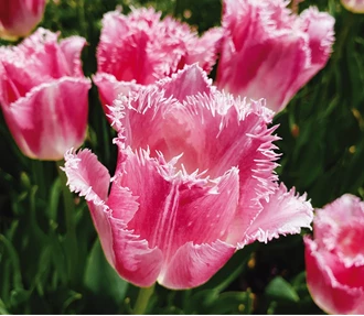 Tulpen Winterdip8 637457046829219651
