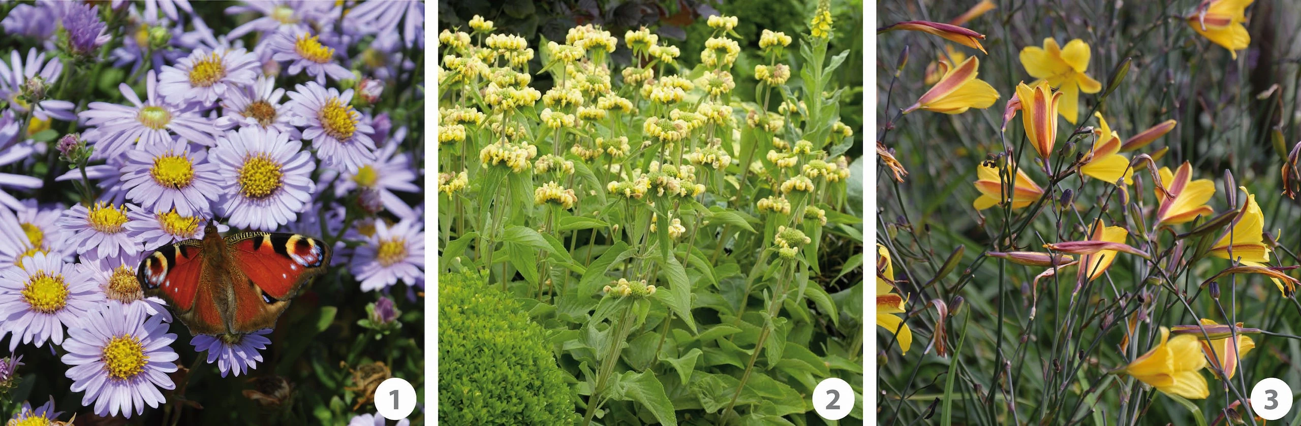 Dit zijn onze favoriete vaste planten! Tuincentrum Pelckmans