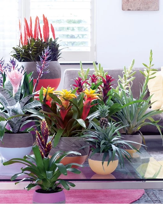 Valentijnkriebels Bromelia 01 638743675864476212