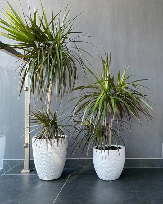 Valentijnkriebels Dracaena 01 638743686173483881