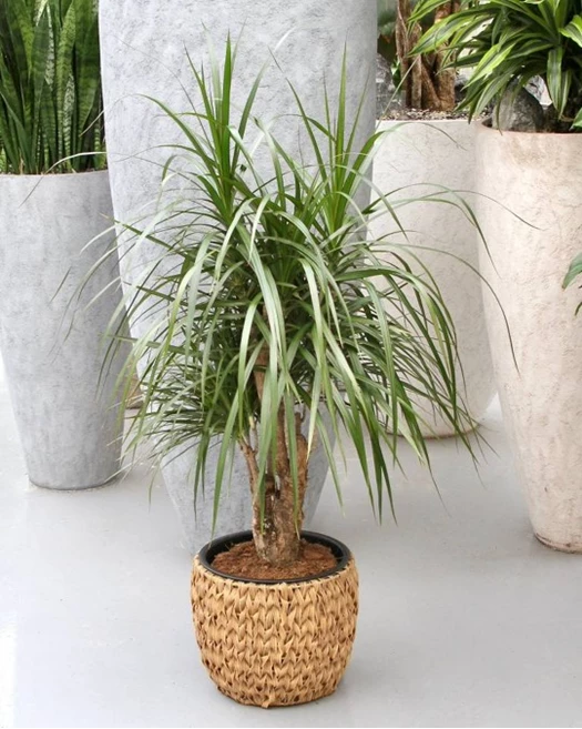 Valentijnkriebels Dracaena 02 638743686023733011