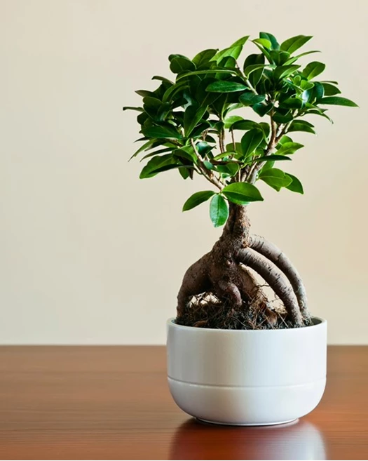 Valentijnkriebels Ginseng 01 638743671918289025
