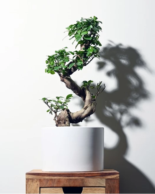 Valentijnkriebels Ginseng 02 638743672005329299
