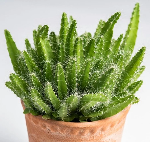 Valentijnkriebels Hylocereus 01 638743681242771624