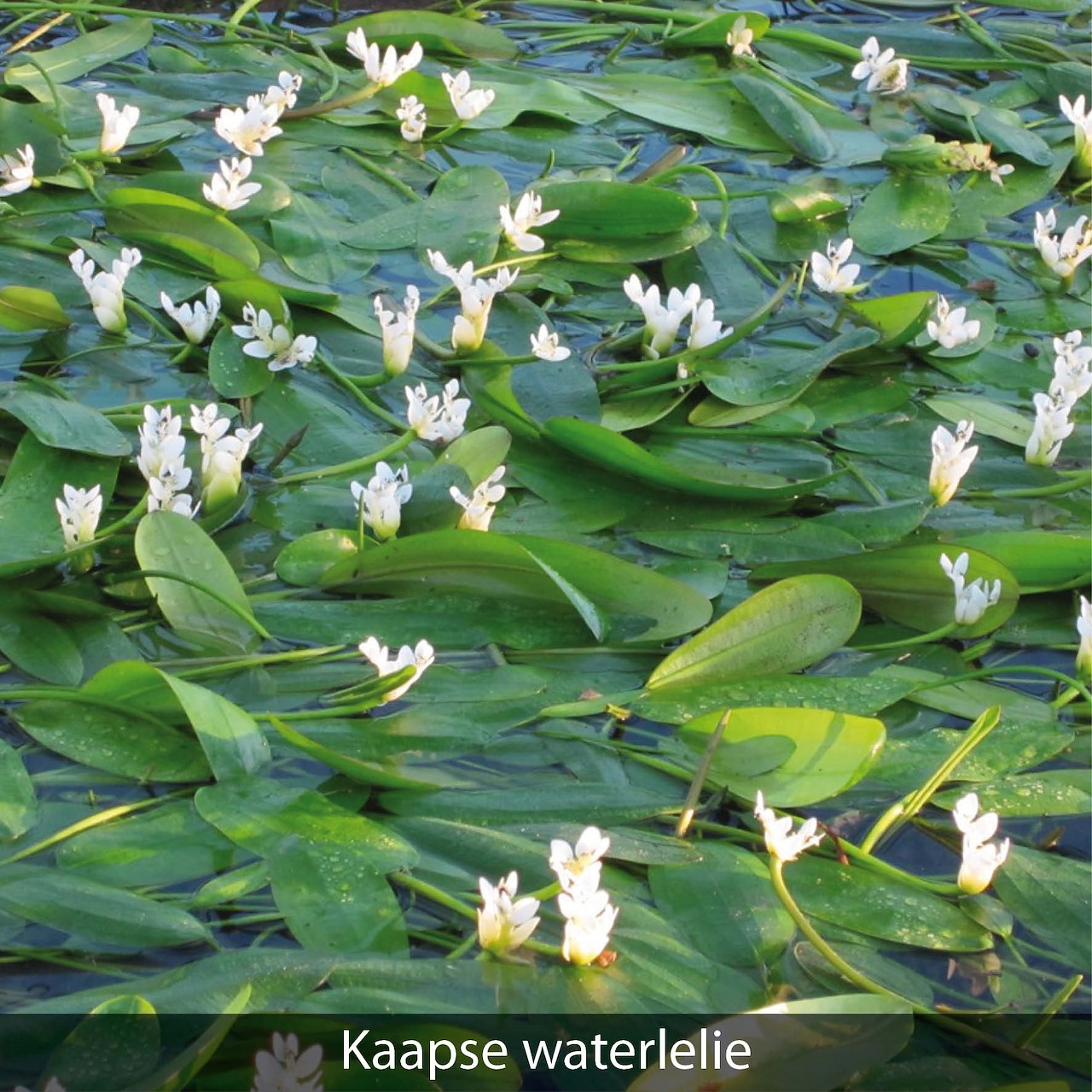10 Stuks Lotusbloemzaden – Mixkleuren, Winterhard, GMO-vrij – Voor Vijver, Aquarium En Hydrocultuur – Makkelijk Te Kweken