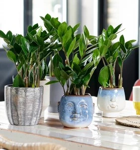 Zamioculcas 637971206953785660