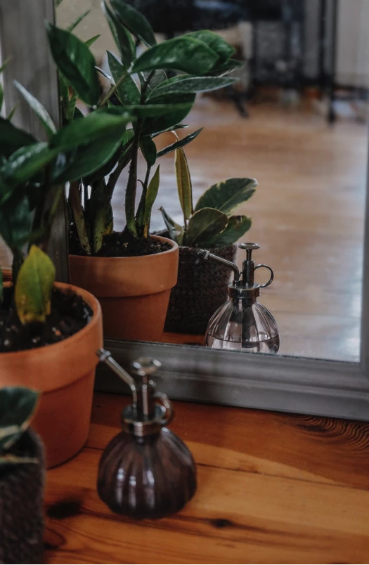 Zamioculcas