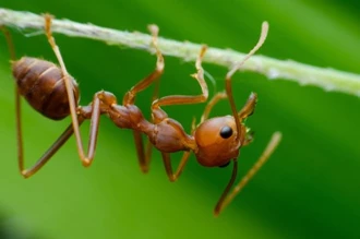 Aaltjes tegen de mieren