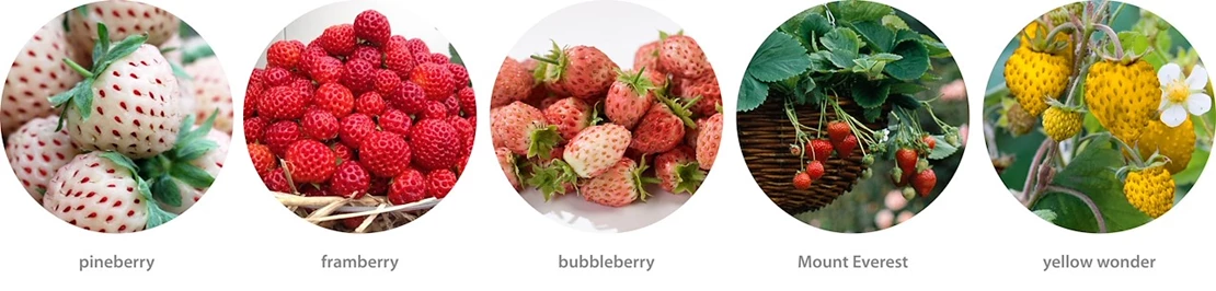aardbeien 4