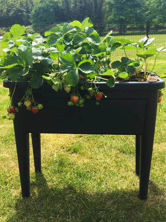 aardbeienextra 