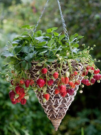 aardbeienextra 2