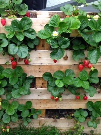 aardbeienextra 3