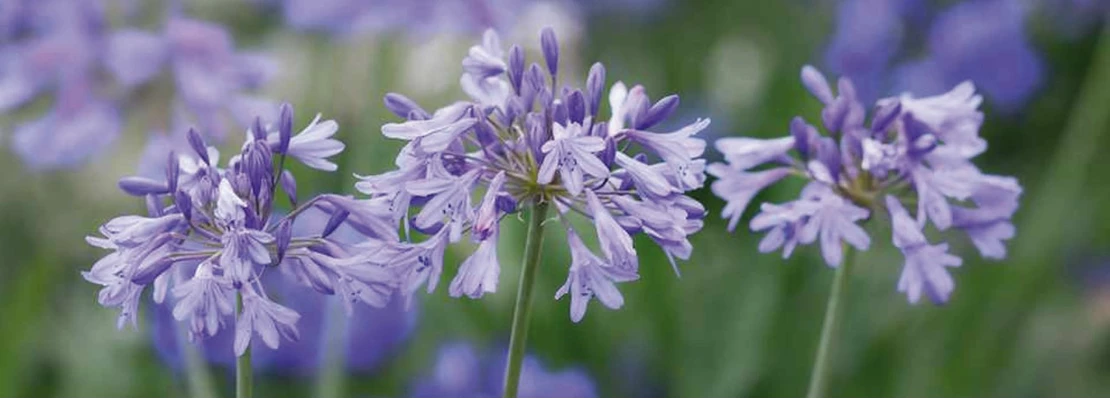 agapanthus 