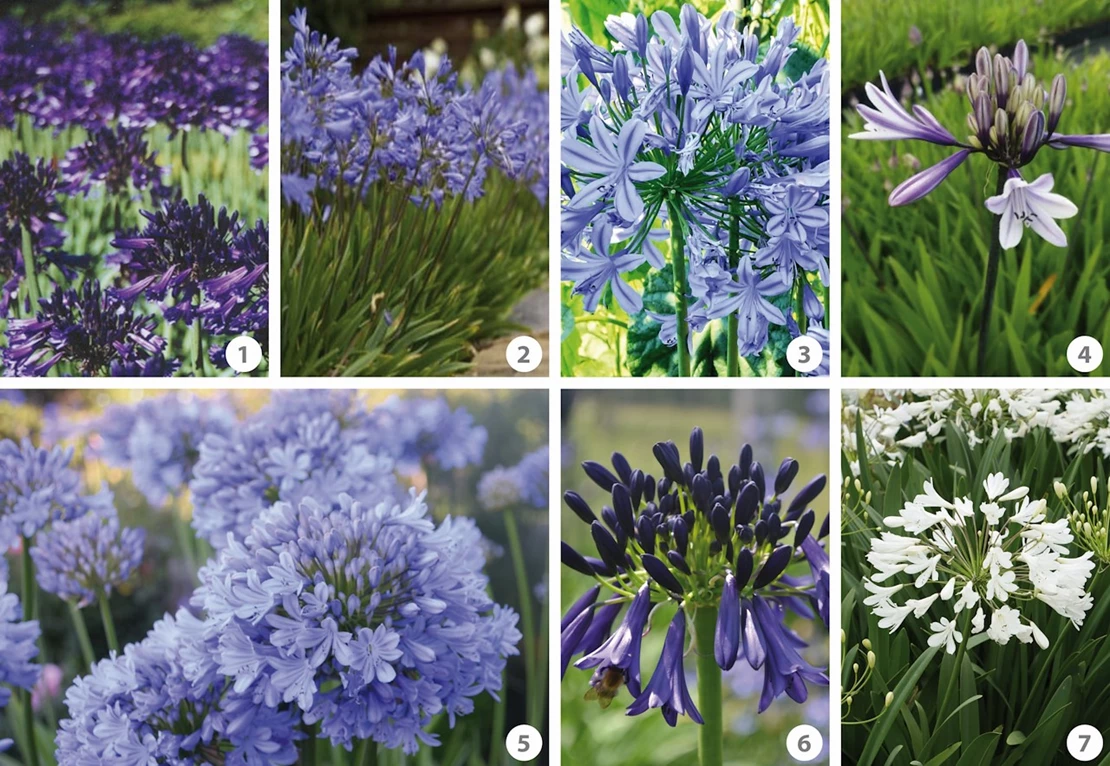 agapanthus 4