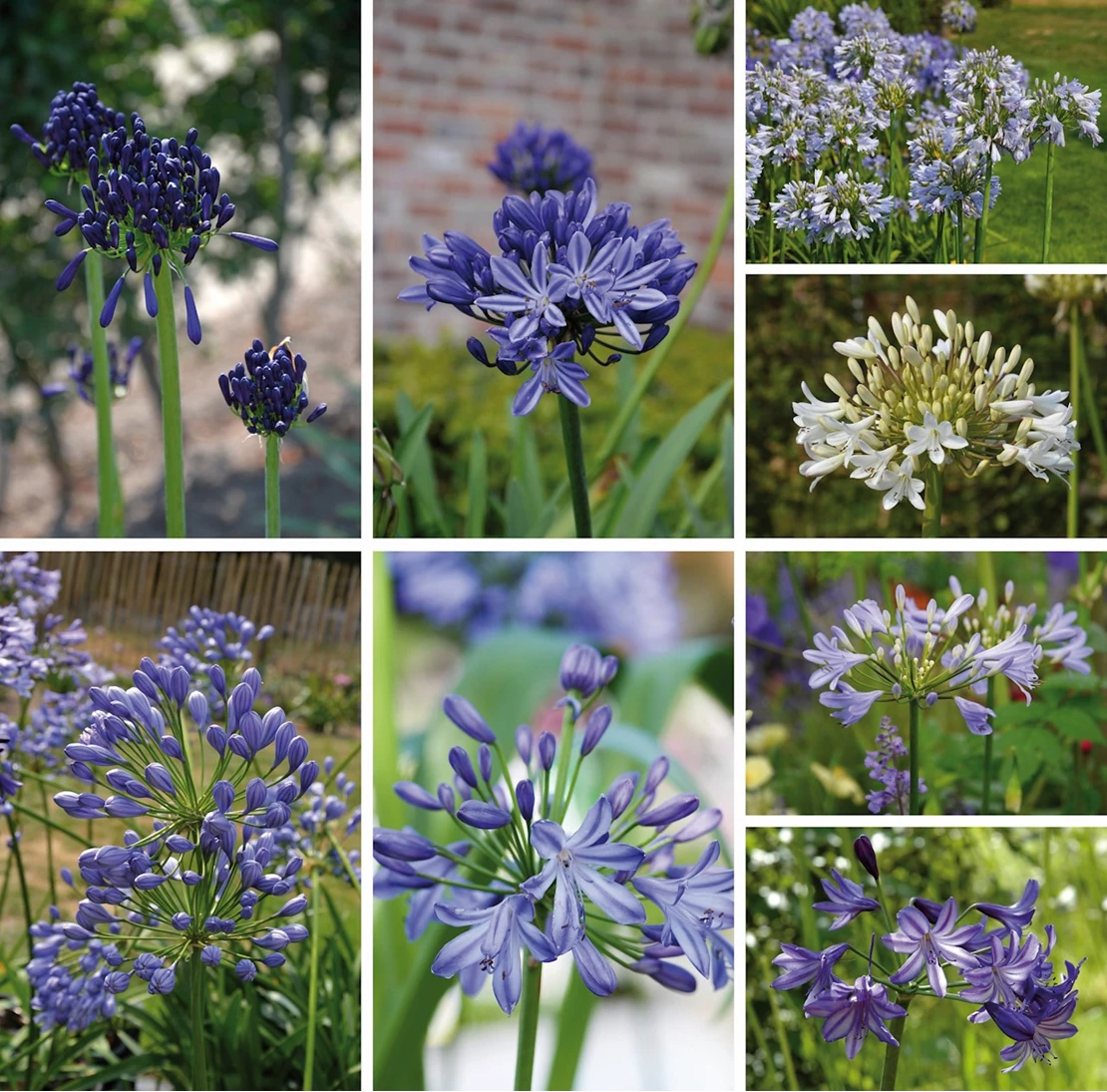 agapanthus 5