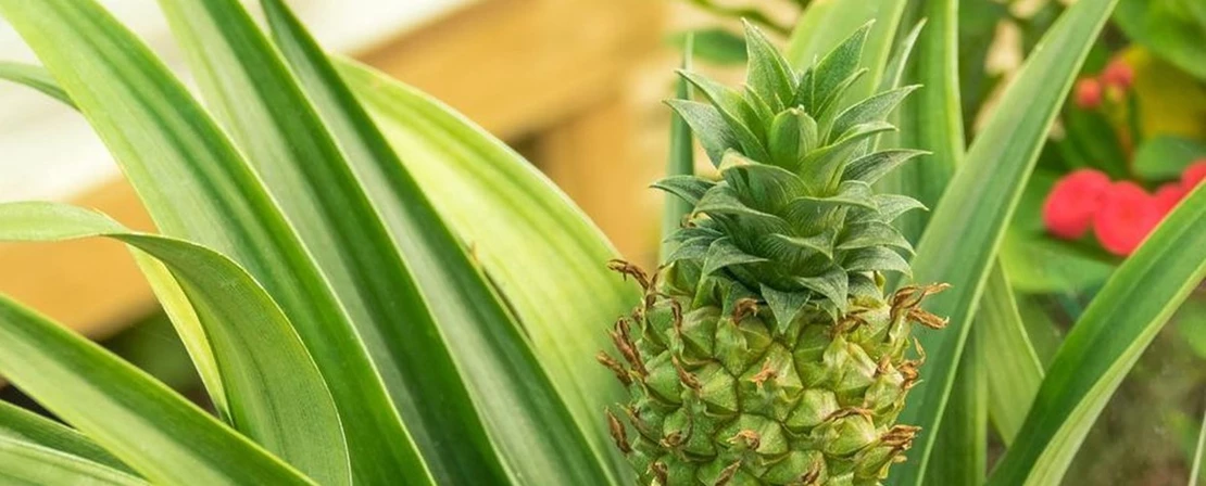 Hoe je je ananasplant of Bromelia? Tuincentrum Pelckmans