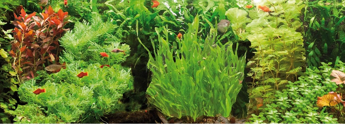 ontwerper snor Hoge blootstelling Aquariumplanten verzorgen doe je zo - Tuincentrum Pelckmans