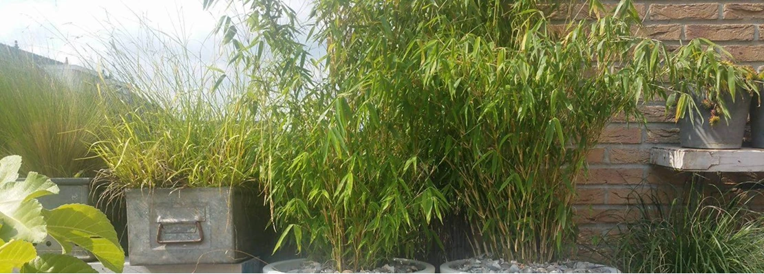 Hoge blootstelling renderen Geruïneerd Bamboe of siergras? - Tuincentrum Pelckmans