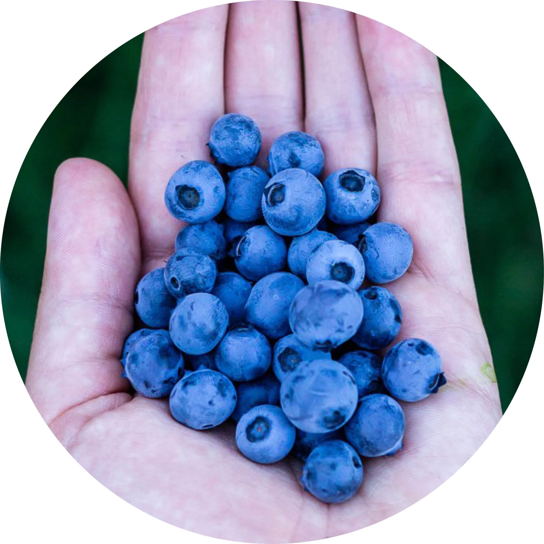 Bessen: fruit dat altijd lukt - Tuincentrum Pelckmans