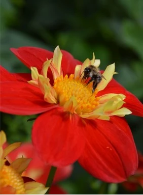 bijen vlinder4 638146390490142060