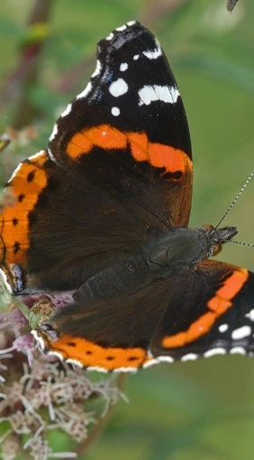 bijen vlinder5 638146392122849963